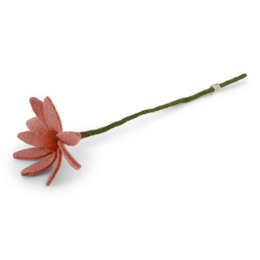 Cosmos Blume -verschiedene Farben